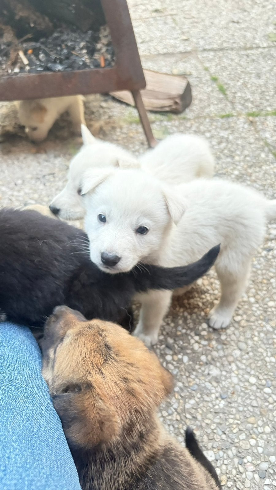 Prachtige puppys geboren . Kruising RidgebackxWitte Herder, Meerdere, Meerdere dieren, Herder, Nederland