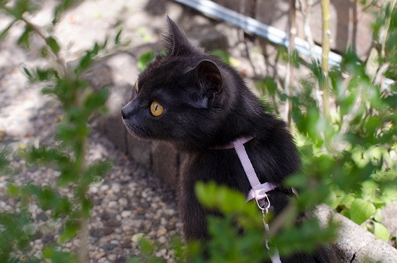 Een liefdevol huis gezocht, Dieren en Toebehoren, Katten en Kittens | Raskatten | Korthaar, Poes, 0 tot 2 jaar, Gechipt, Ontwormd