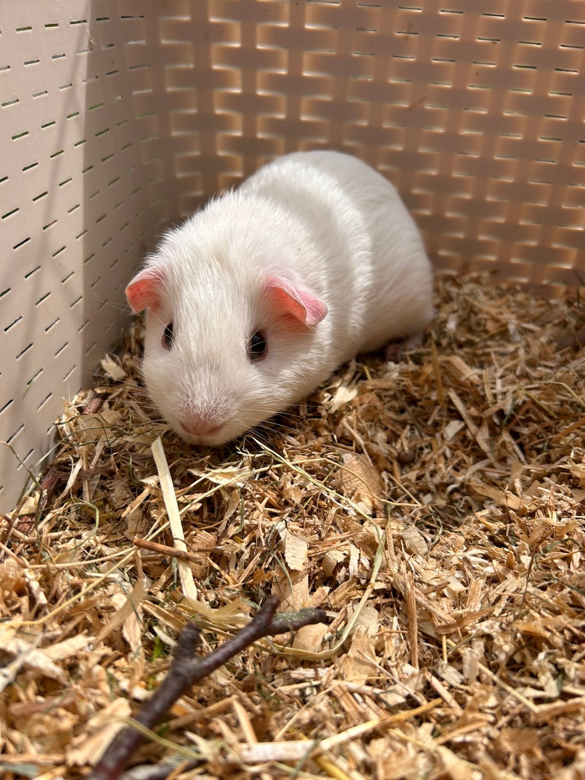 Jonge cavia’s, Dieren en Toebehoren, Knaagdieren, Juli, Meerdere dieren, Cavia