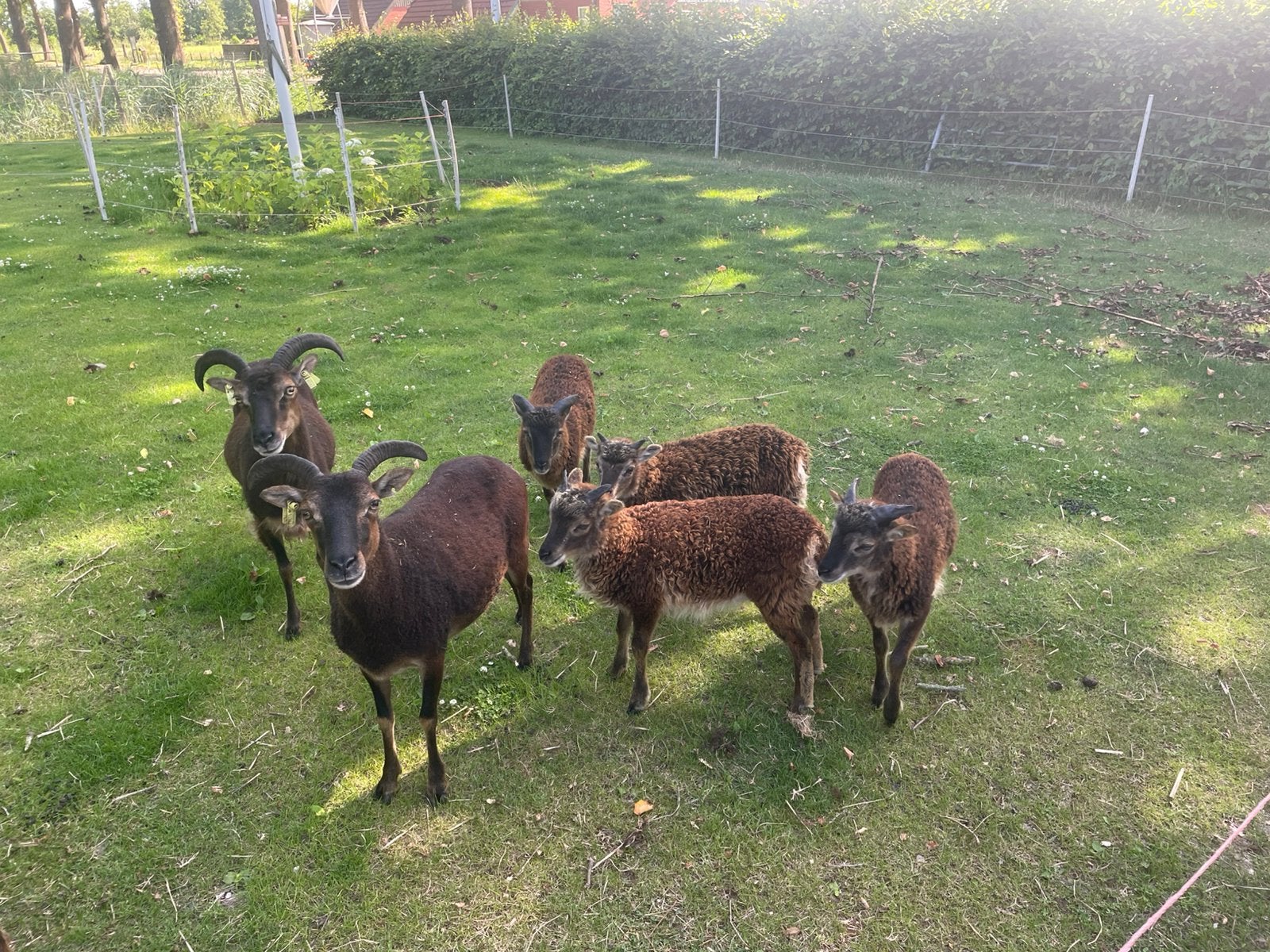 Soay schaap,soay,schaap,rammen,ram, Dieren en Toebehoren, Mannelijk, Schaap