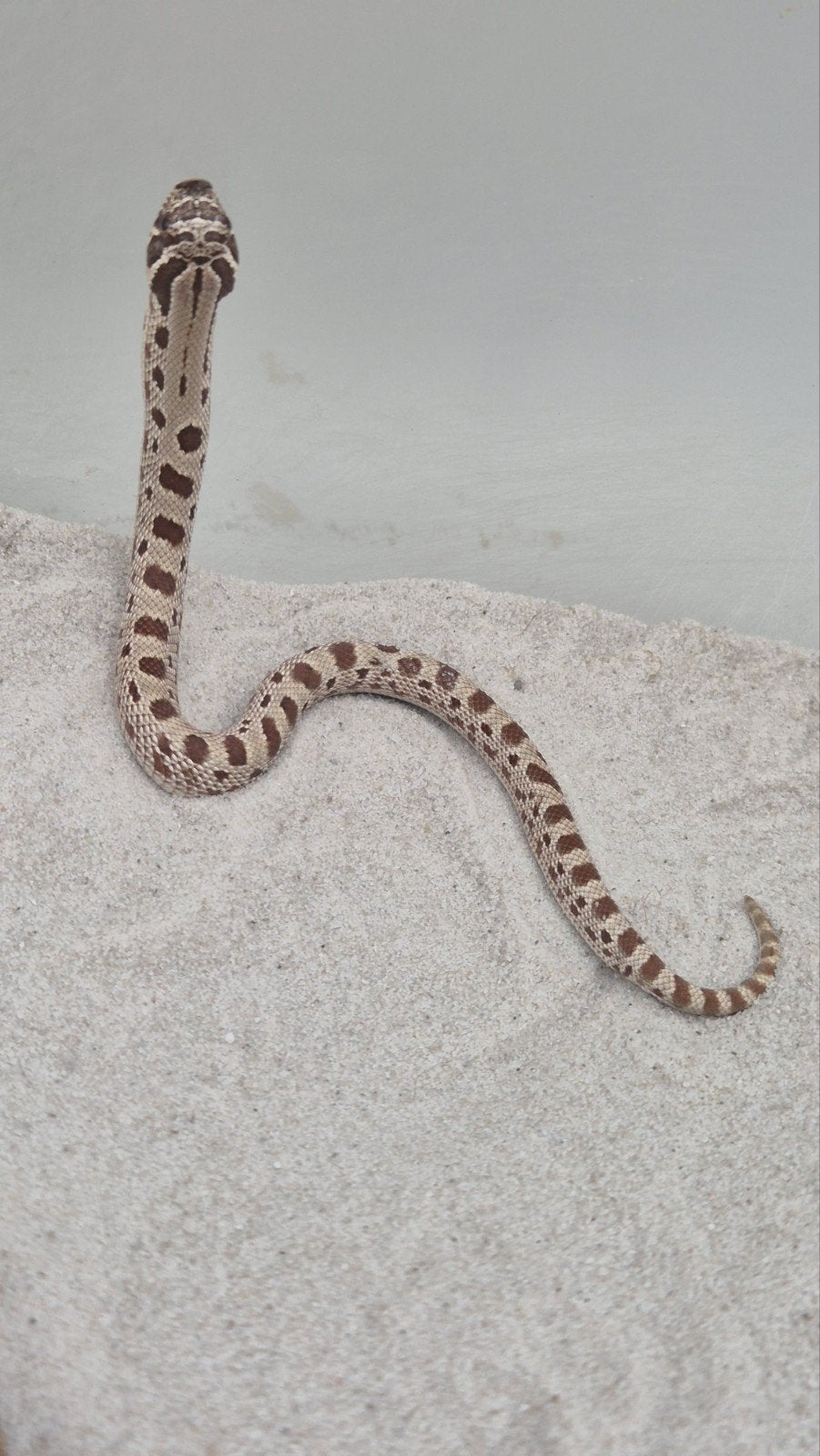 Haakneusslang het toffee Hognose Snake - unknown for sale from De Jong