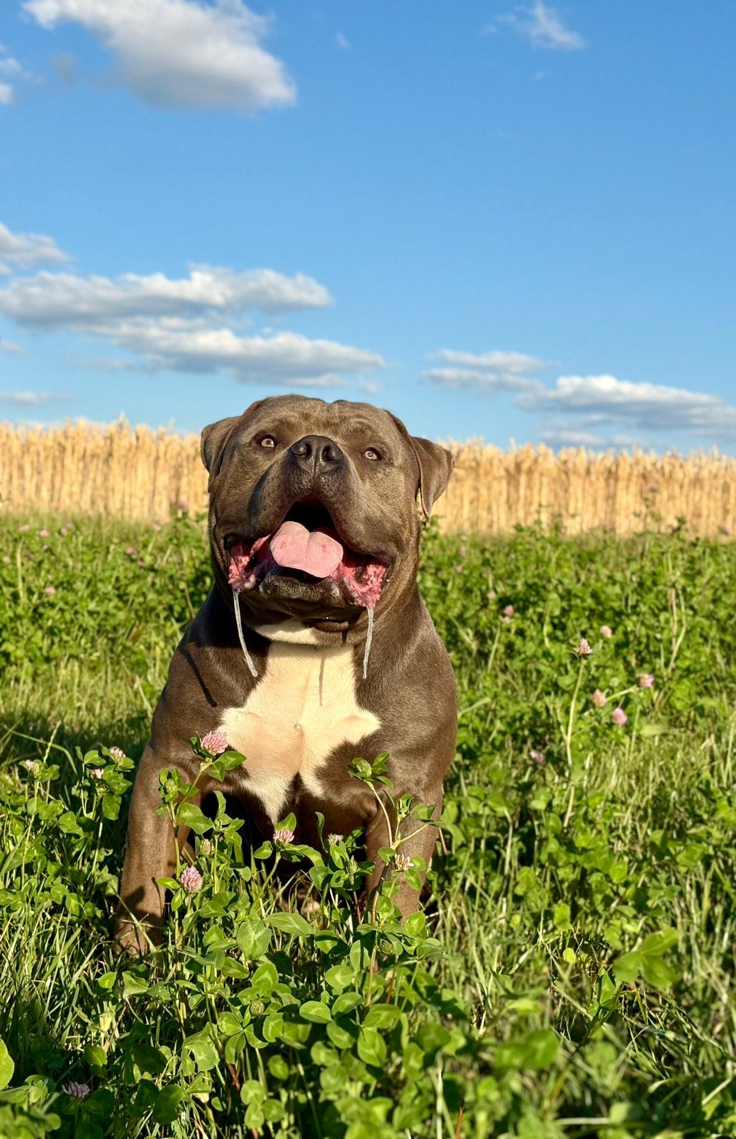 Dekreu American Bully XL-XXL, Reu, Eén hond, CDV (hondenziekte), 3 tot 5 jaar