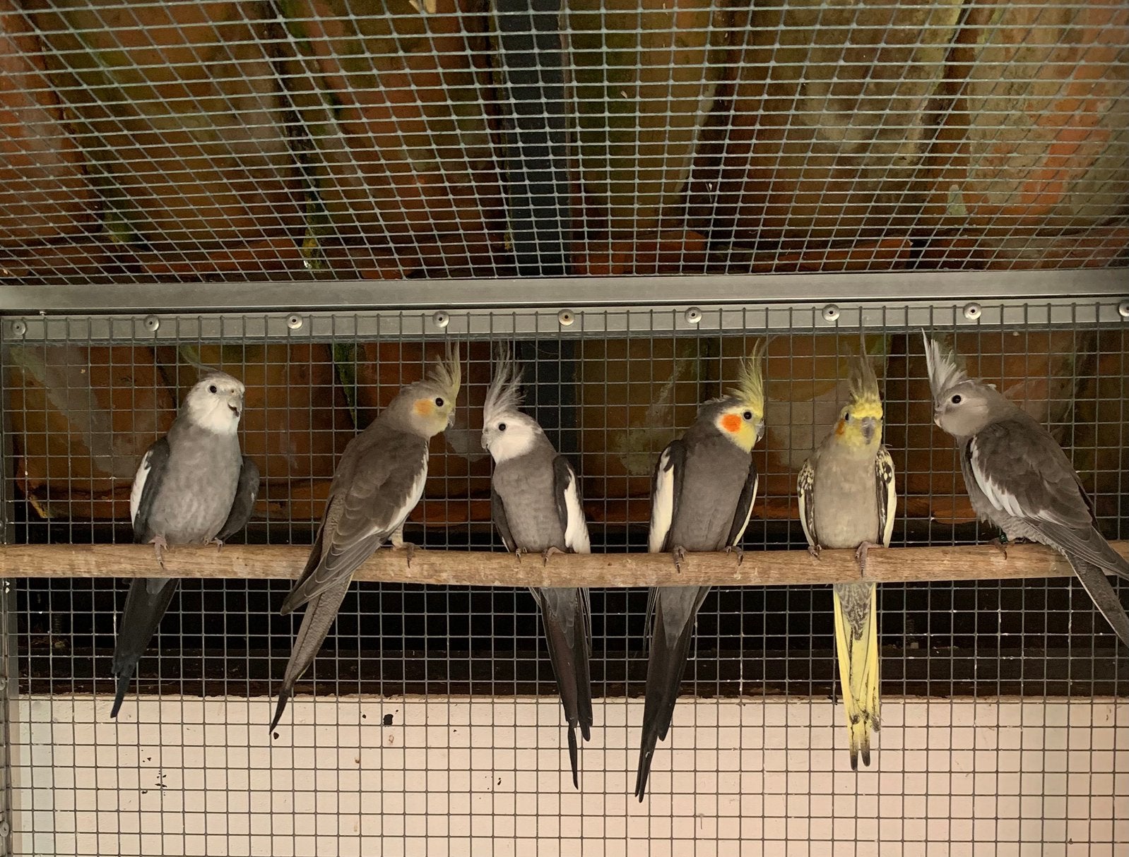 6 valkparkieten, Dieren en Toebehoren, Vogels | Parkieten en Papegaaien, Meerdere dieren, Papegaai