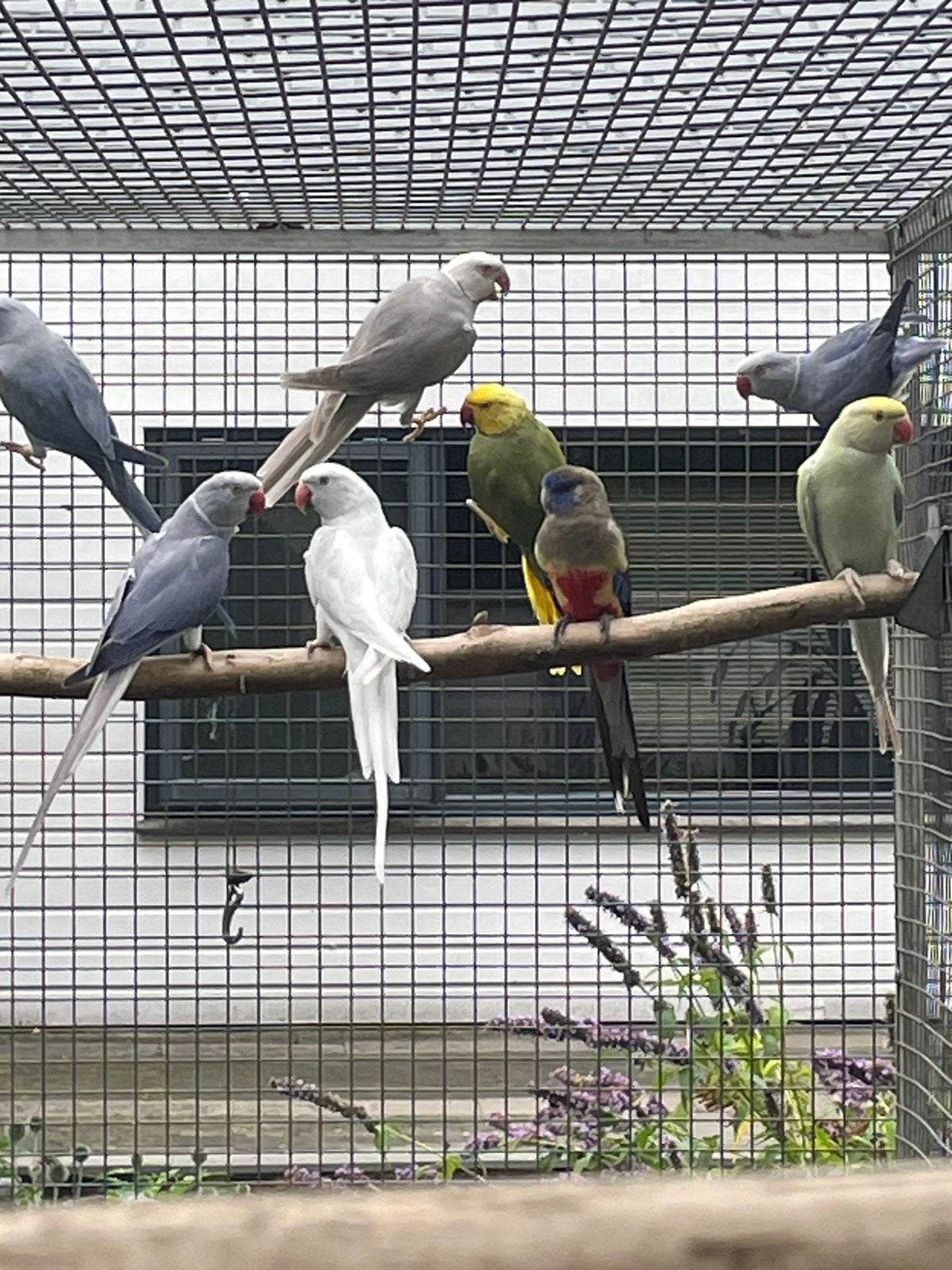 Div kweekparen halsbanden, Dieren en Toebehoren, Vogels | Parkieten en Papegaaien, Meerdere dieren, Parkiet