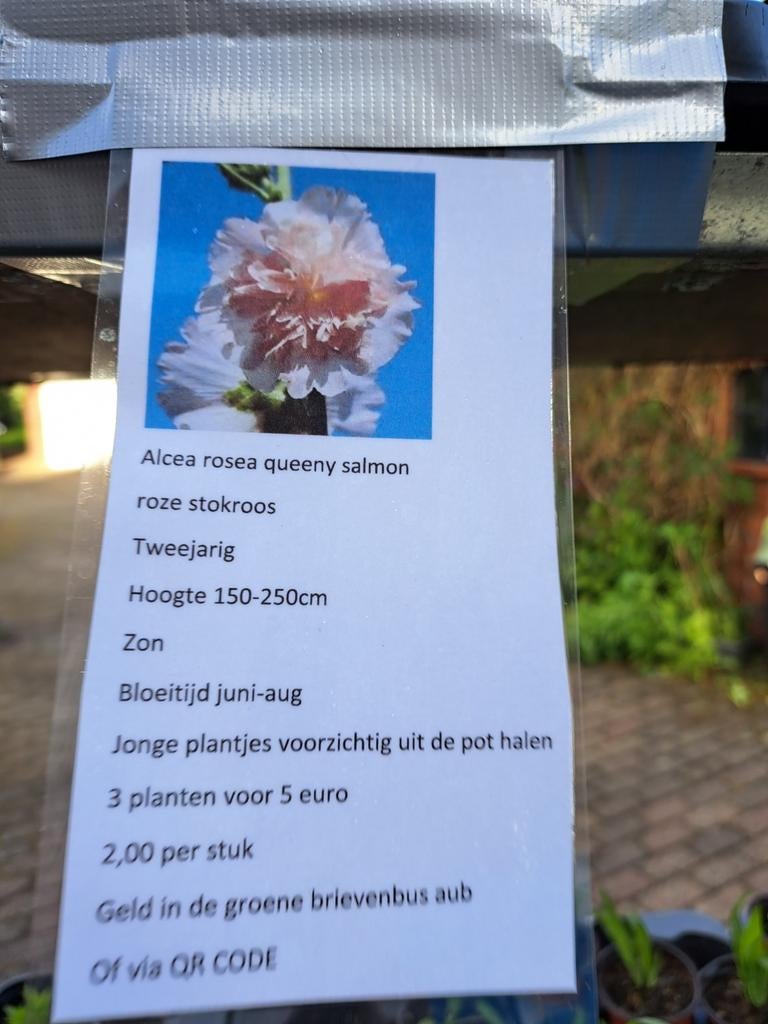Jonge planten stokroos queeny salmon, Ophalen, Overige soorten, Volle zon