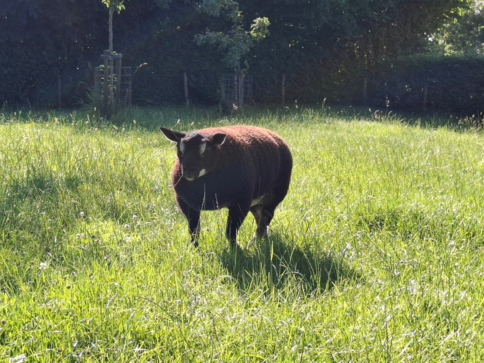 Dassekop texelaar dekrammen ARR/ARR, Dieren en Toebehoren, Mannelijk, Schaap