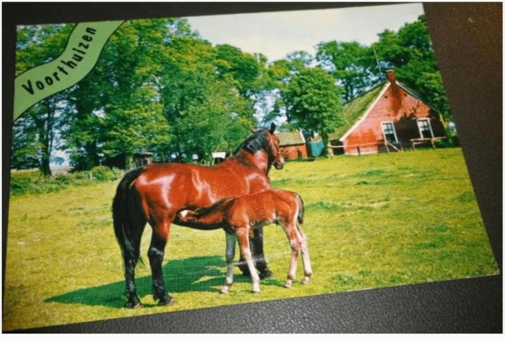 Paard - Voorthuizen - Vouw!, Verzenden, 1980 tot heden, Gelopen, Paard
