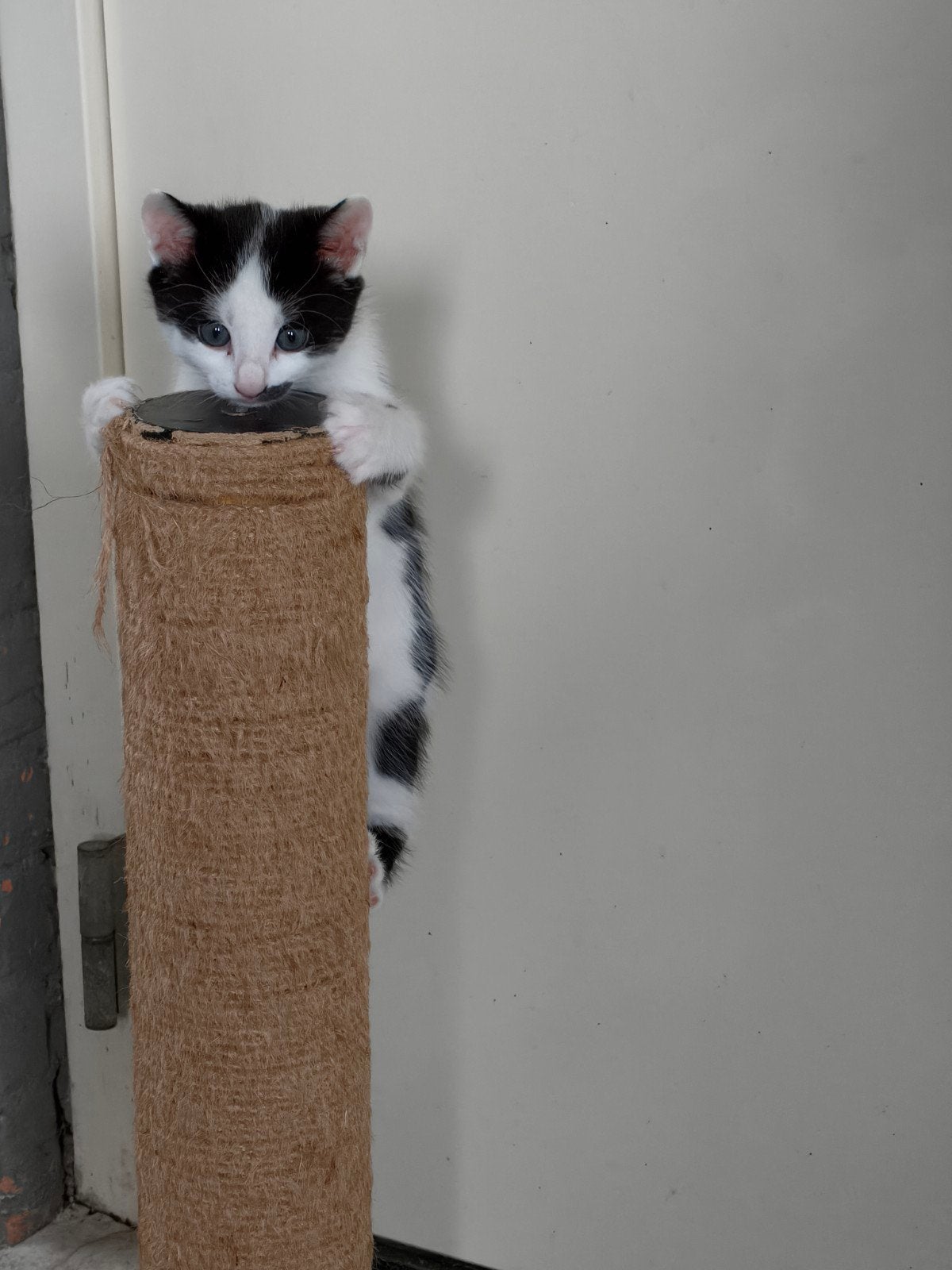 Nestje lieve speelse kittens ( nog 2 katertjes beschikbaar), Dieren en Toebehoren, Meerdere dieren, Kortharig, 0 tot 2 jaar