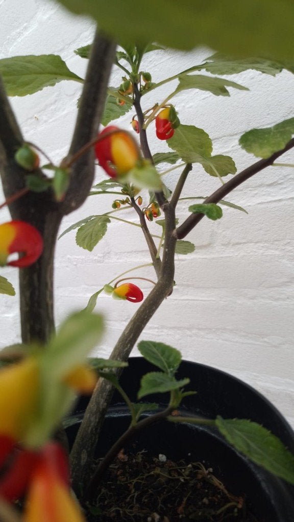 Impatiens niamniamnensis  Papagaaien Plant, Tuin en Terras, Volle zon, Vaste plant, Zomer, Ophalen