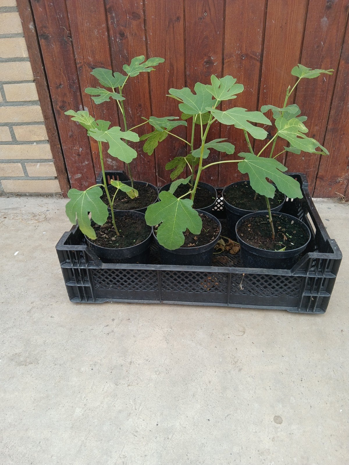 6 jonge vijgen bomen, Ophalen, Minder dan 100 cm, In pot, Vijgenboom