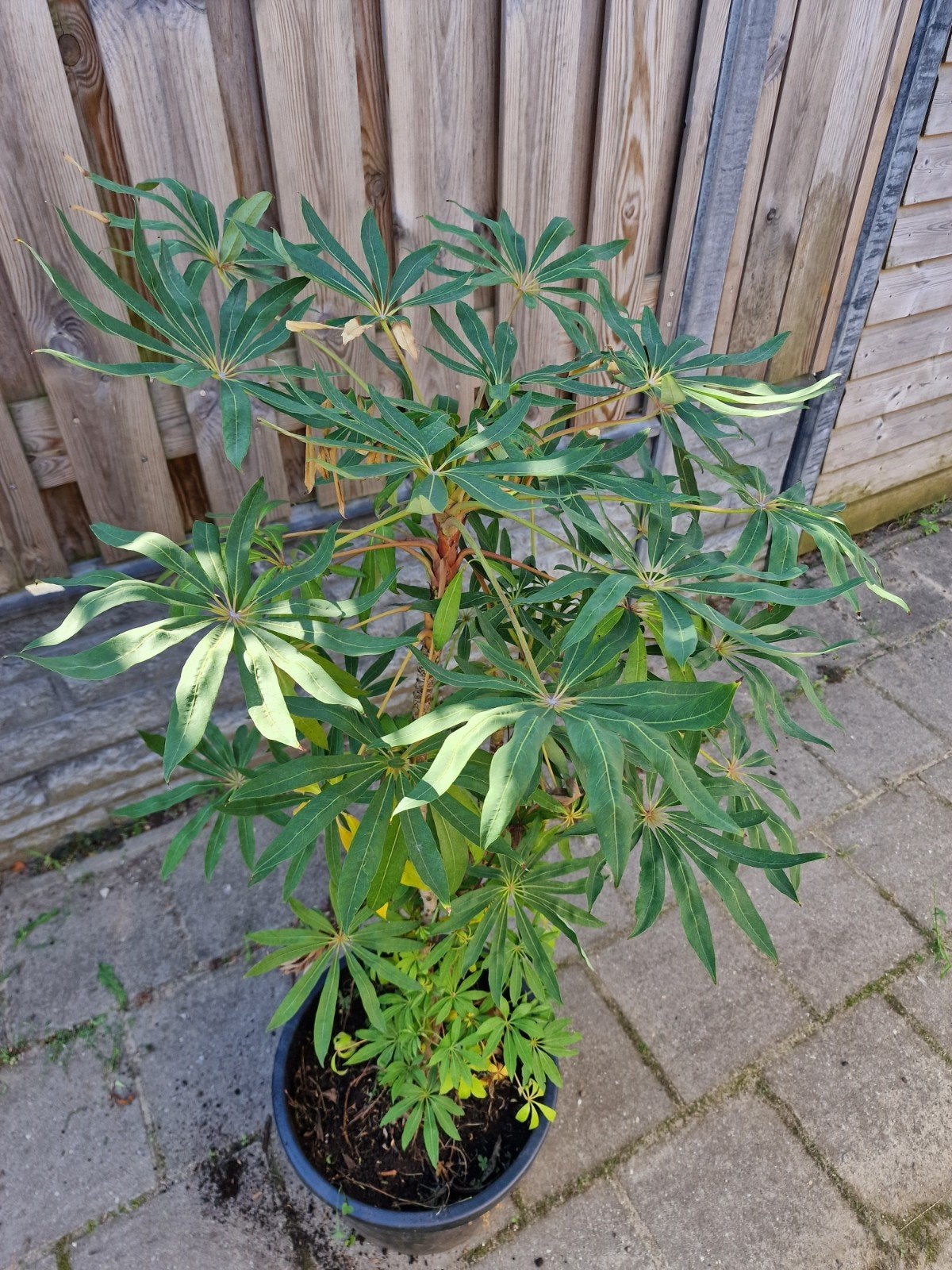 schefflera taiwaniana, Ophalen, Overige soorten, Volle zon