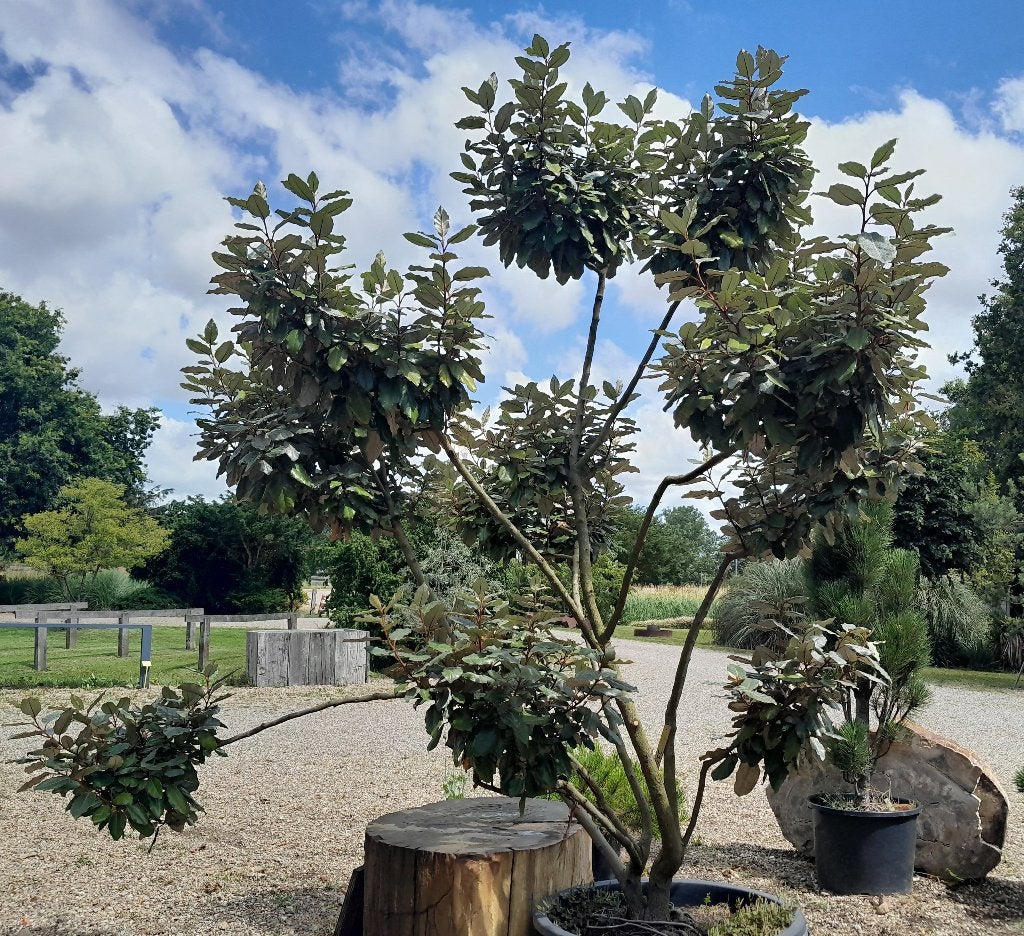 Eleagnus ebbingeii "compacta" ponpon, Volle zon, Vaste plant, Herfst, Ophalen