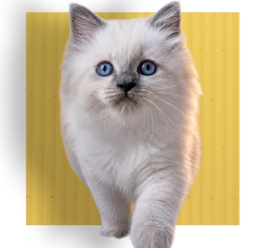 Super mooie lieve Ragdoll kittens, Dieren en Toebehoren, Meerdere dieren, Ontwormd, 0 tot 2 jaar