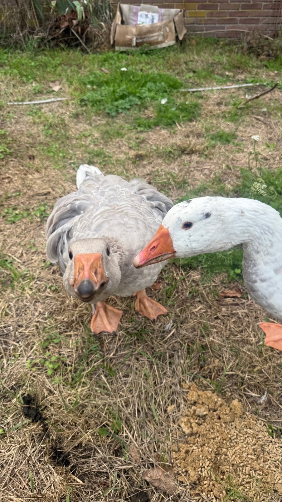 Sebastopol gans koppeltje, Dieren en Toebehoren, Meerdere dieren, Eend