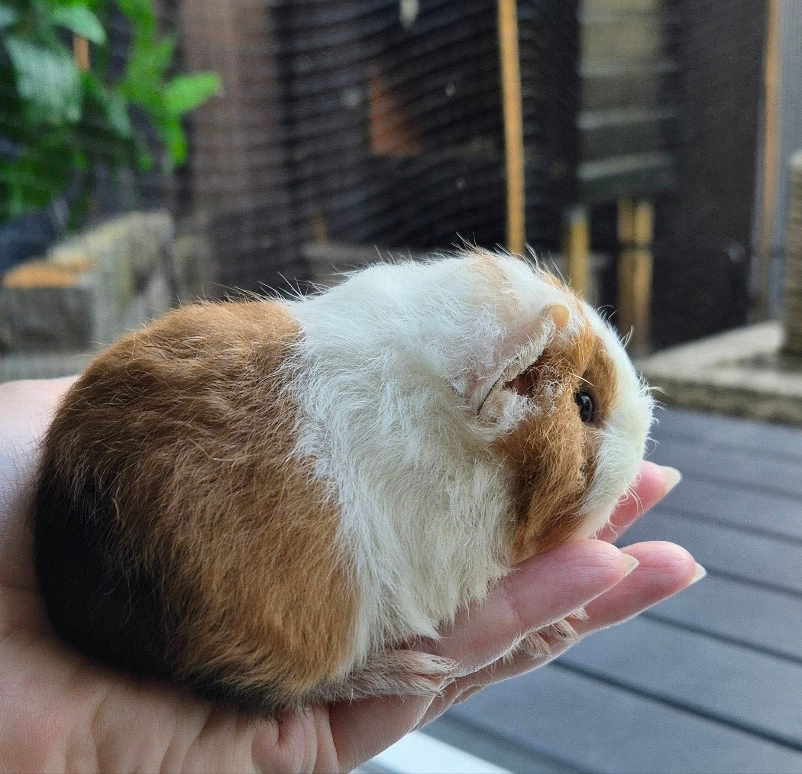 Mooi Ch-Teddy cavia beertje. Driekleur zwart rood wit, Dieren en Toebehoren, Cavia, Mannelijk, Tam, September