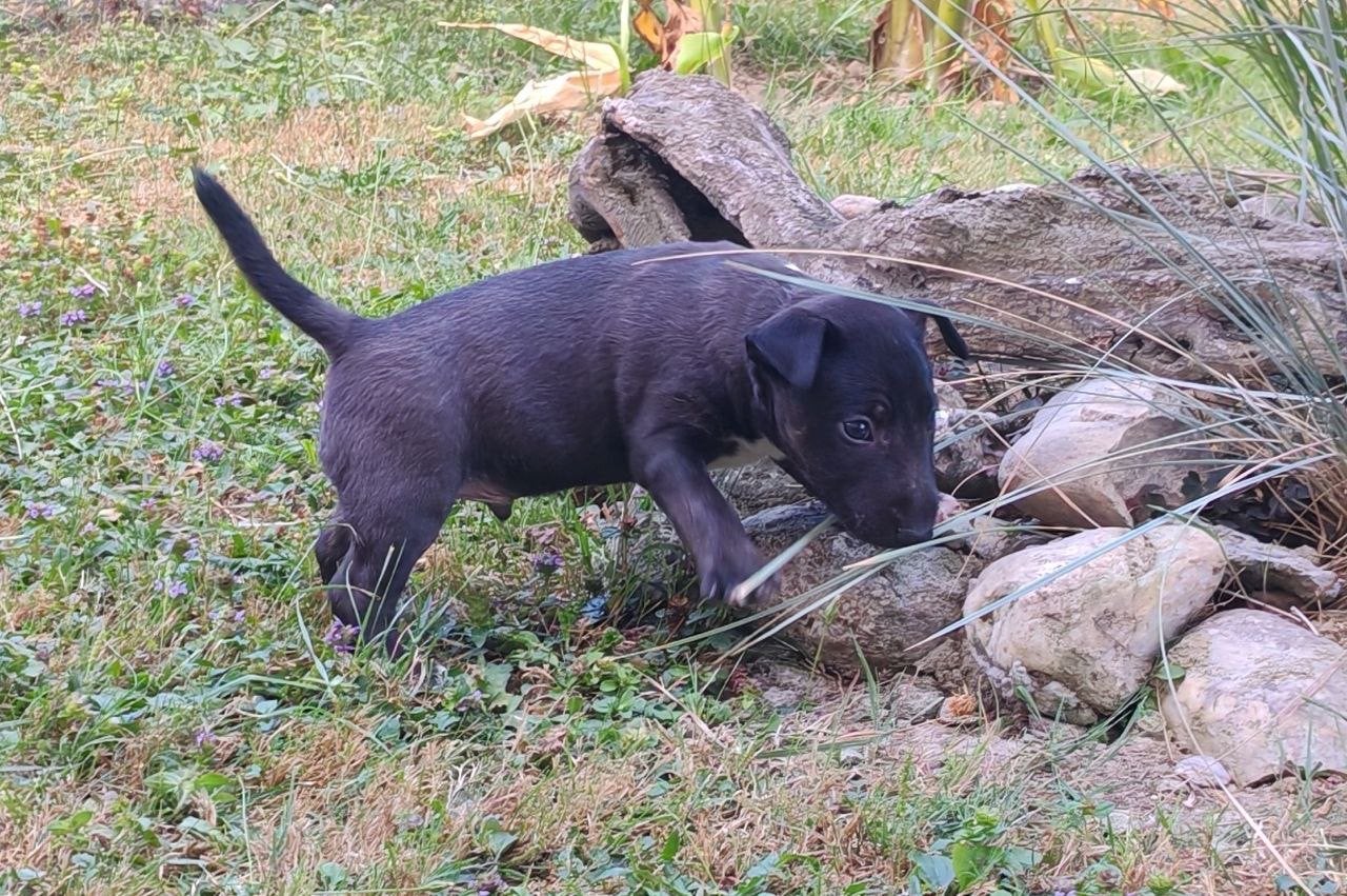 3 Miniatuur Bullterriër pups met stamboom, Dieren en Toebehoren, Honden | Jack Russells en Terriërs, Bull Terriër, Particulier