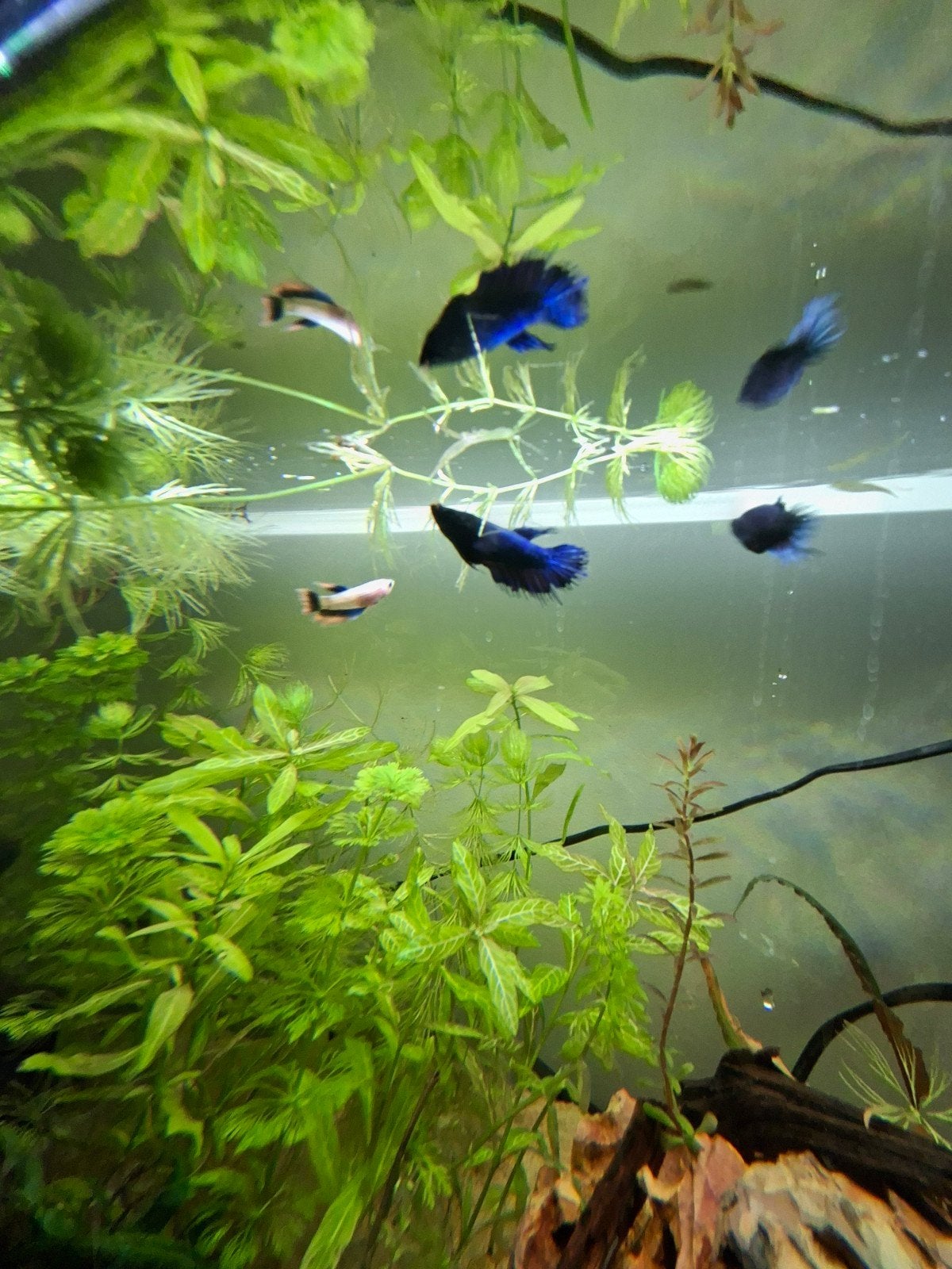 betta vrouwen, Vis, Zoetwatervis