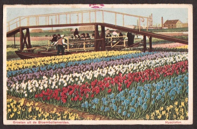 Bloembollenvelden, Hyacinten. 1942., Ophalen of Verzenden, 1920 tot 1940, Gelopen, Seizoenen