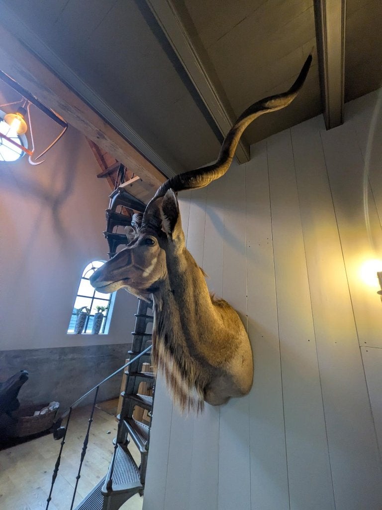 XXL Grote Kudu Kop met Prachtige Horens - Opgezet Dier, Verzamelen, Ophalen, Zo goed als nieuw, Wild dier, Gewei of Kop