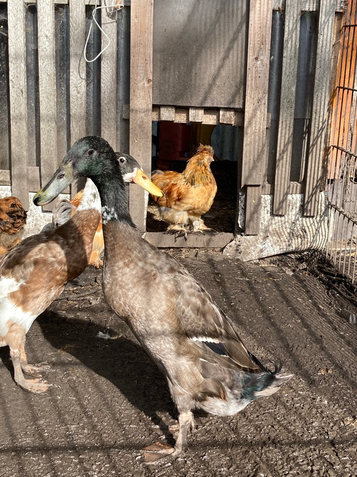 Jonge loopenden.Dame en 1 woerd .Tam, Meerdere dieren, Eend