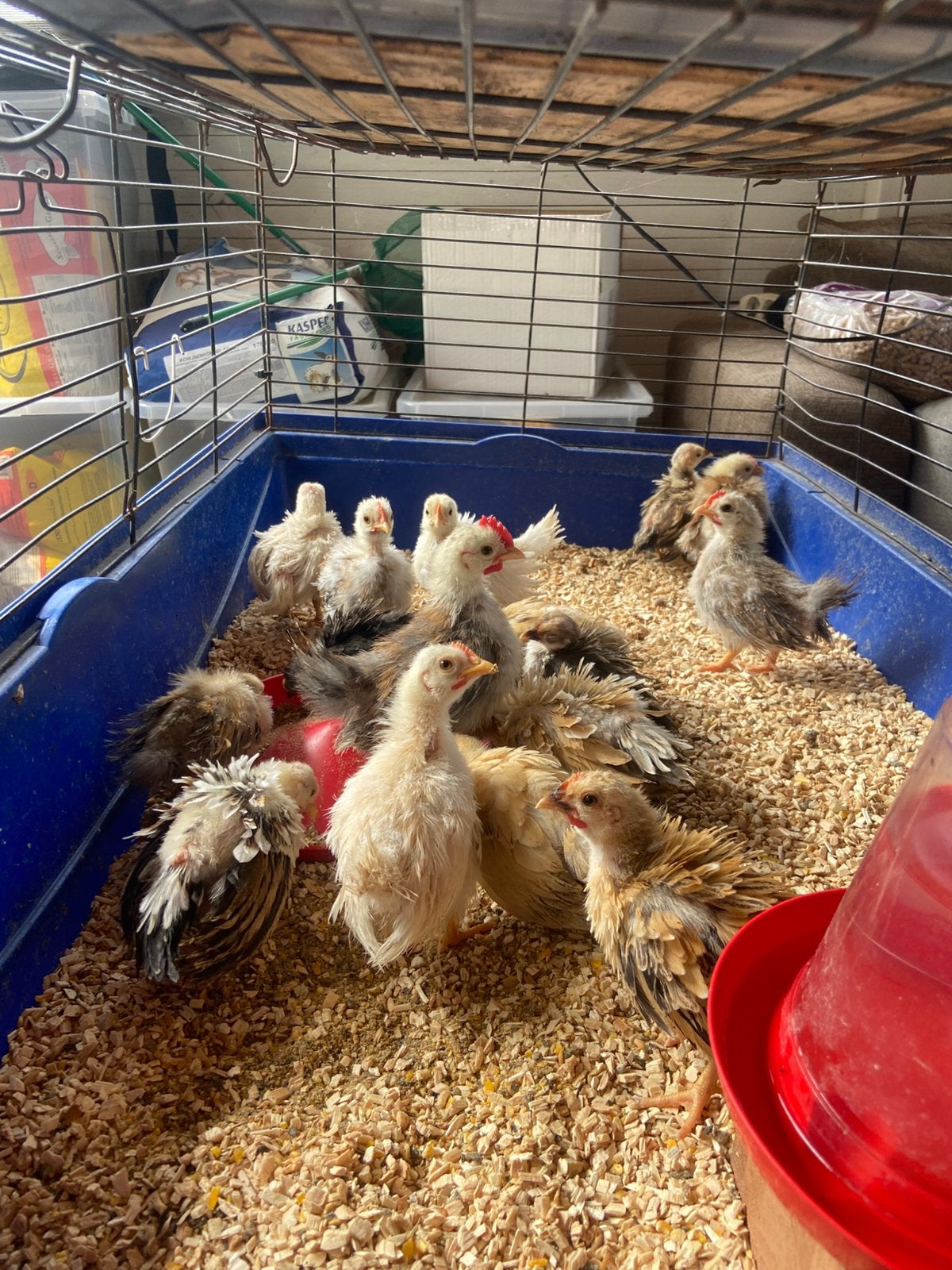 Serama kuikens, Dieren en Toebehoren, Pluimvee, Kip, Meerdere dieren