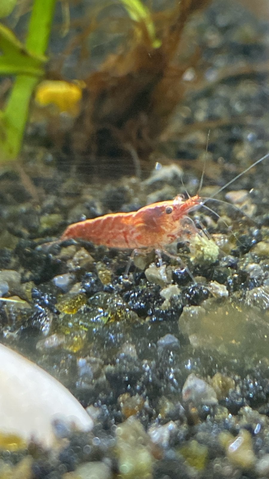 Cherry neocardinia garnalen te koop, Kreeft, Krab of Garnaal