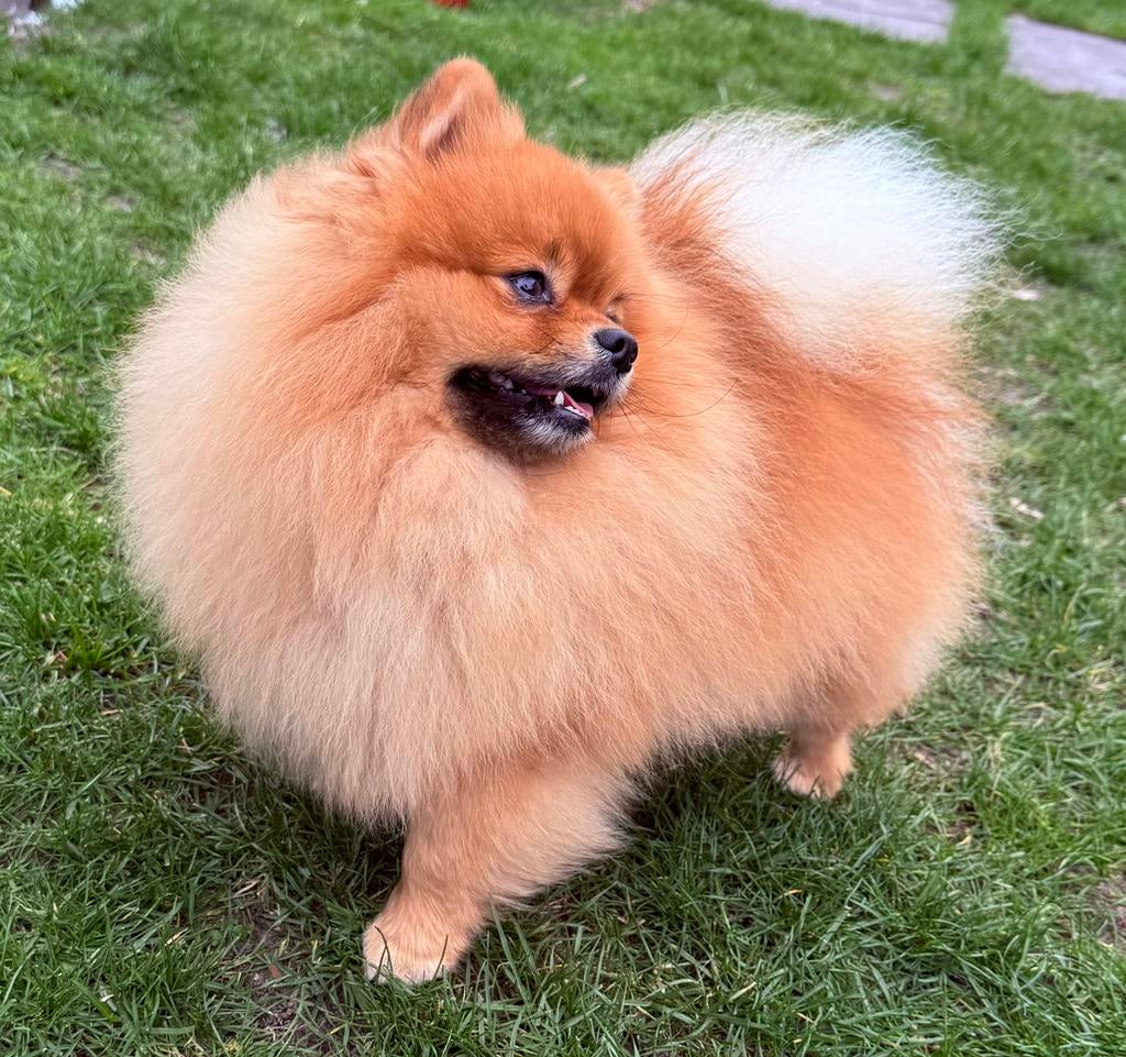 Geteste pomeriaan dekreu, Dieren en Toebehoren, Honden | Dekreuen, Reu, Fokker | Hobbymatig, Eén hond, Nederland, 1 tot 2 jaar