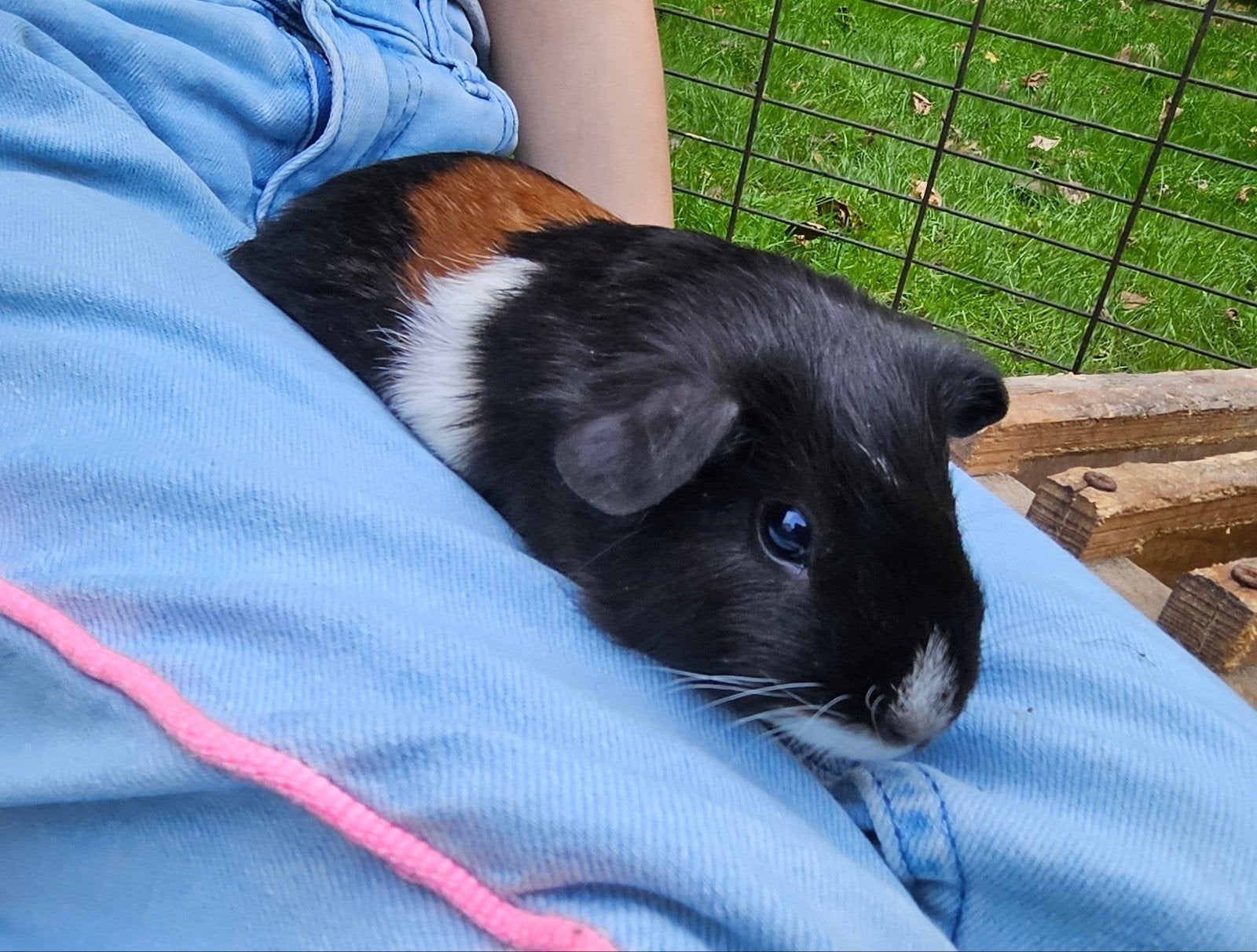 Mooie lief cavia beertje te koop, driekleur, zwart bruin wit, Dieren en Toebehoren, Cavia, Augustus, Meerdere dieren, Tam