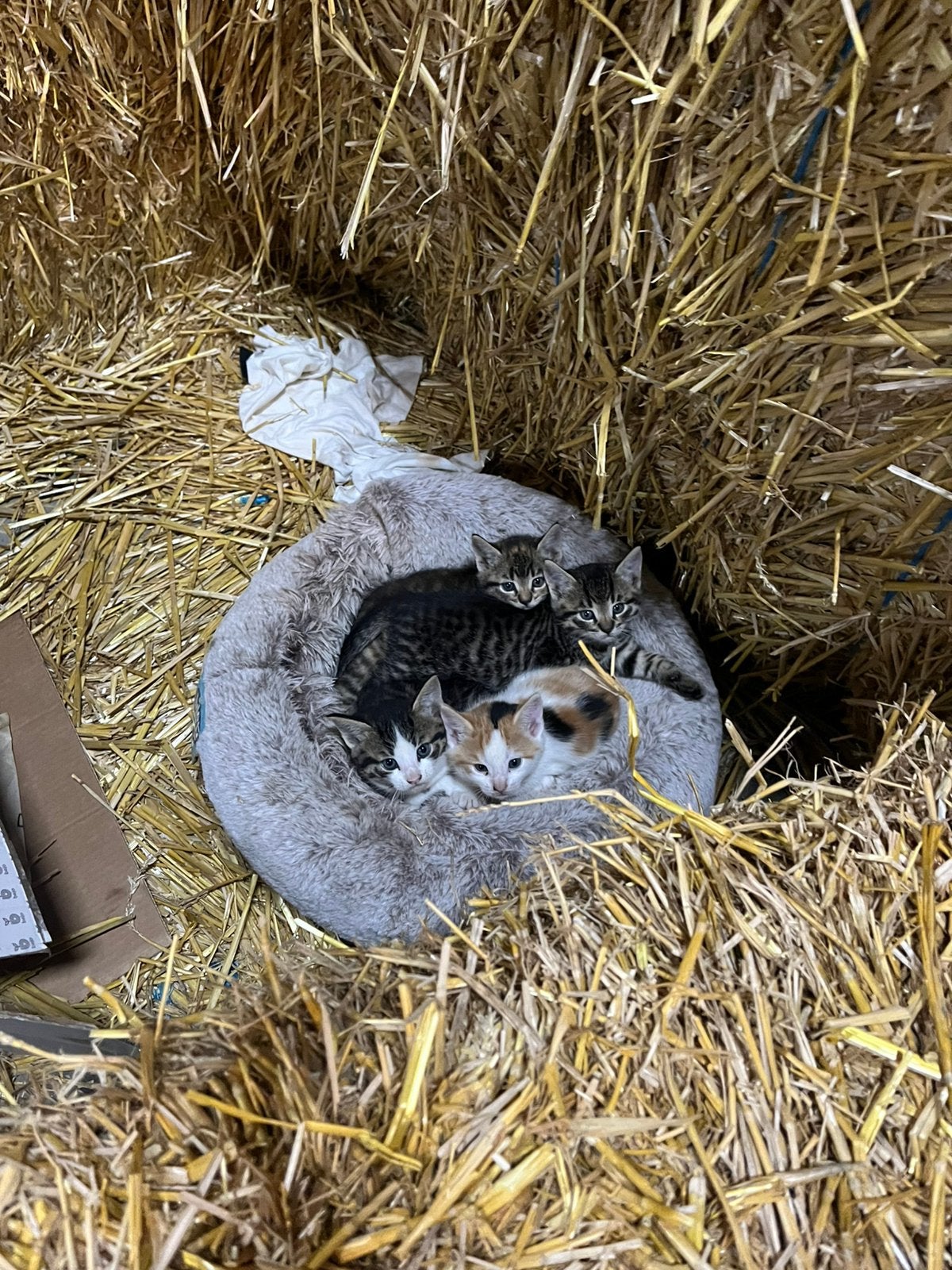 Kittens, Dieren en Toebehoren
