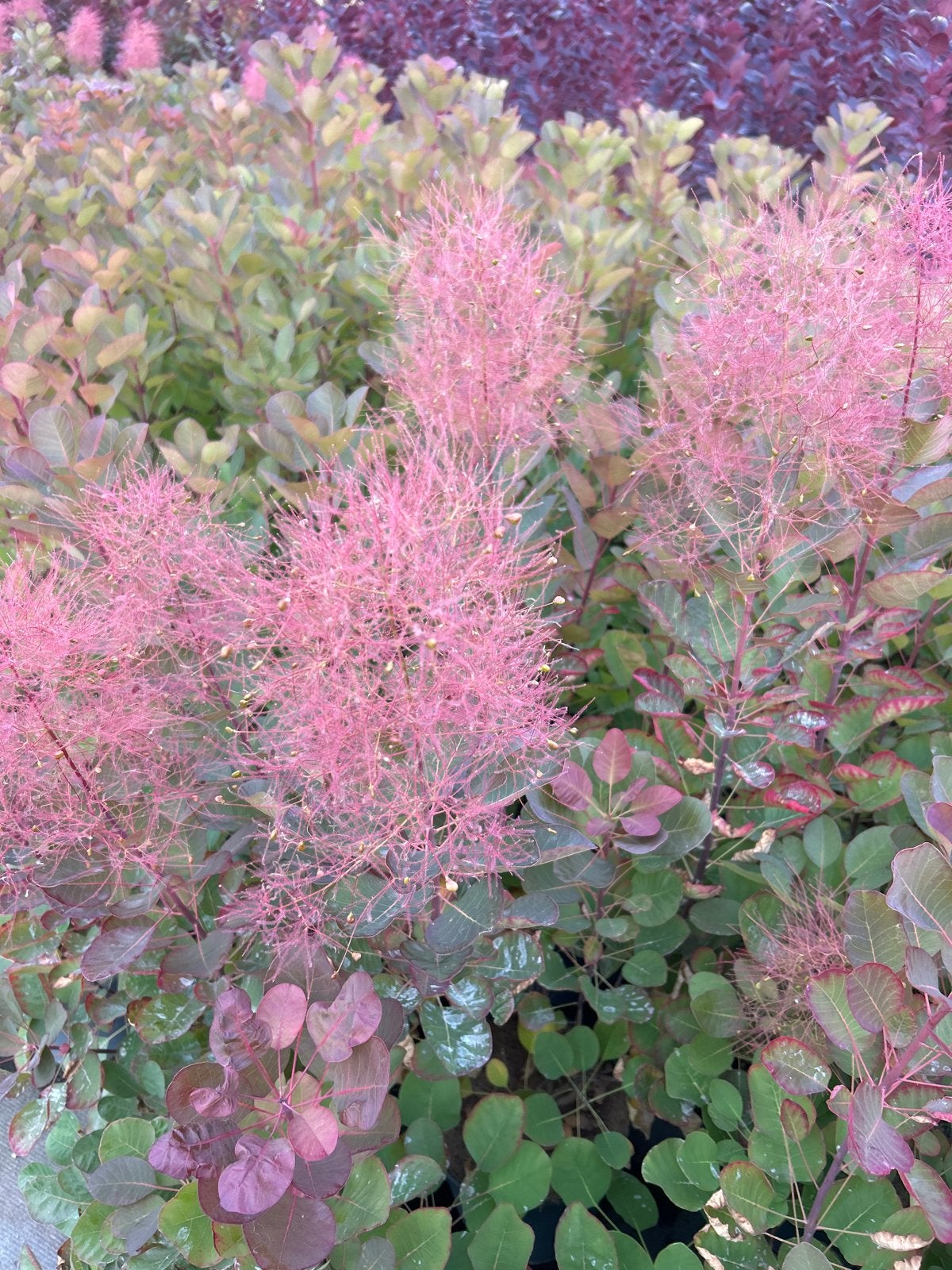 Pruikenboom (Cotinus coggygria) in 5 liter pot, Volle zon, Vaste plant, Zomer, Ophalen