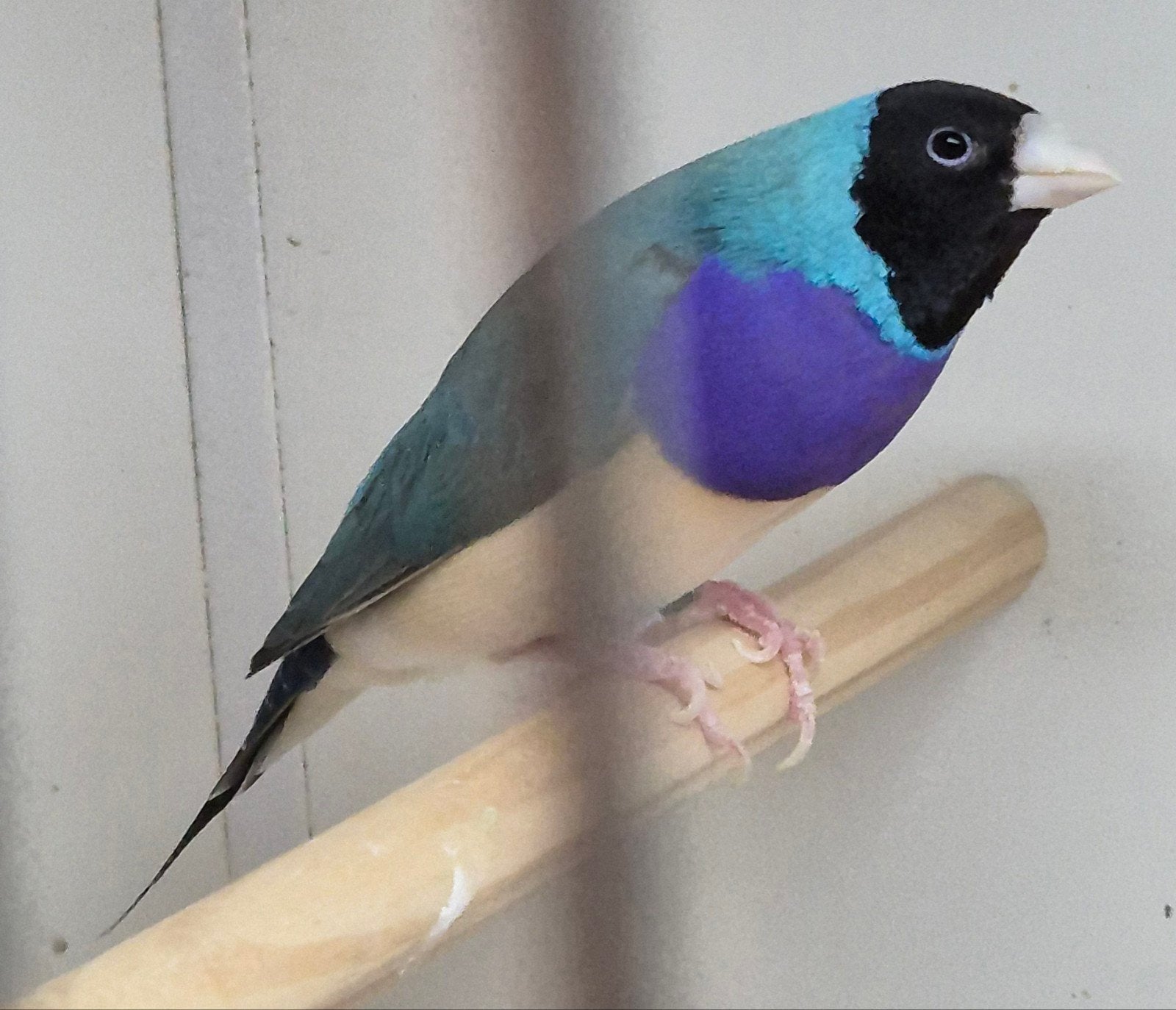 Een koppel gouldamadines blauw x split voor blauw, Dieren en Toebehoren, Vogels | Overige Vogels, Meerdere dieren