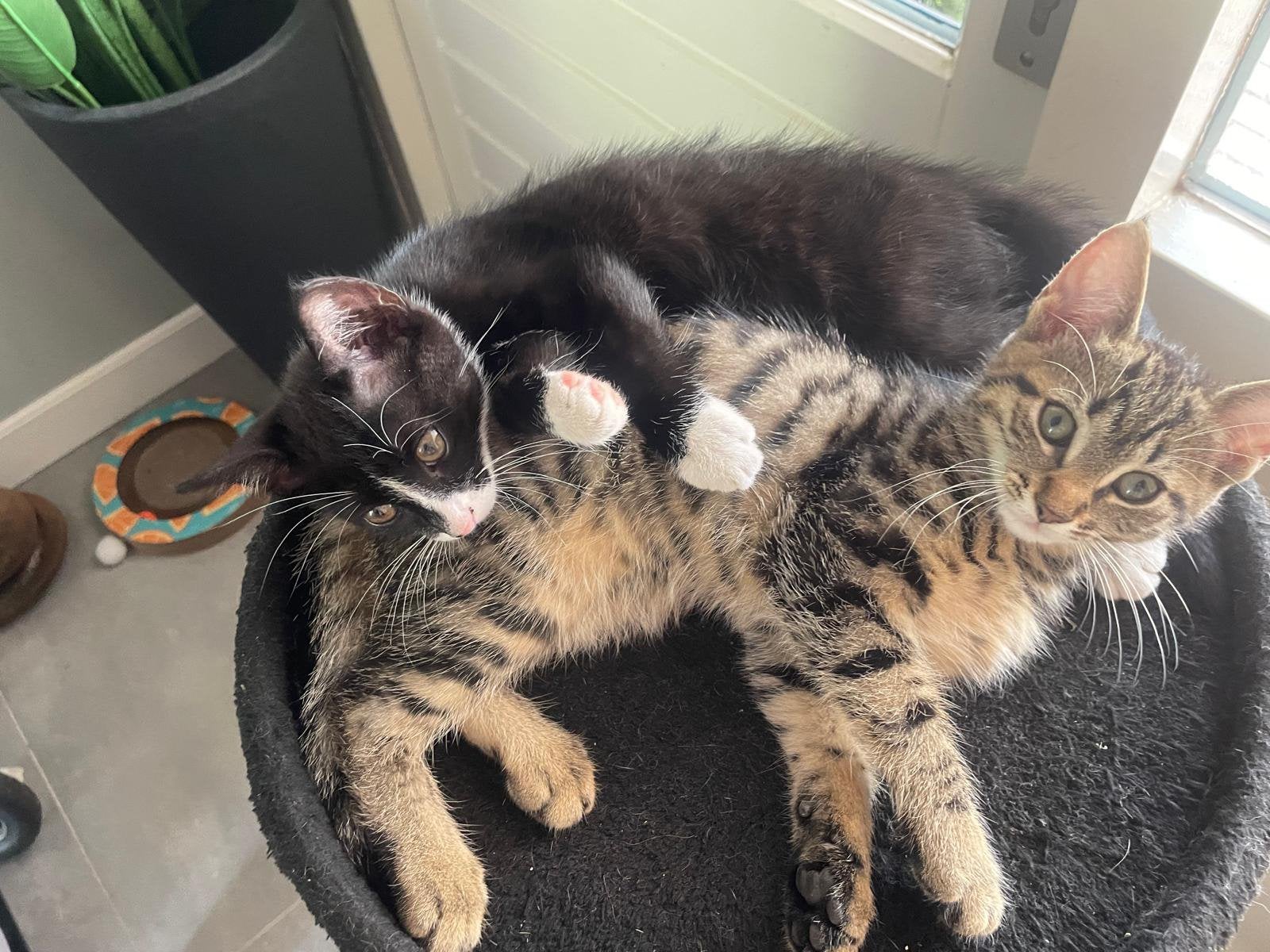 2 lieve kittens, Poes