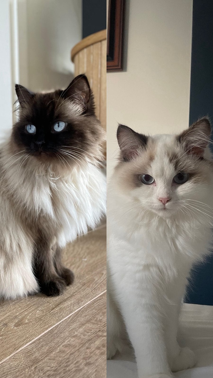 Twee lieve ragdolls (broer & zus) 2 jaar oud, Meerdere dieren, Gechipt, 0 tot 2 jaar
