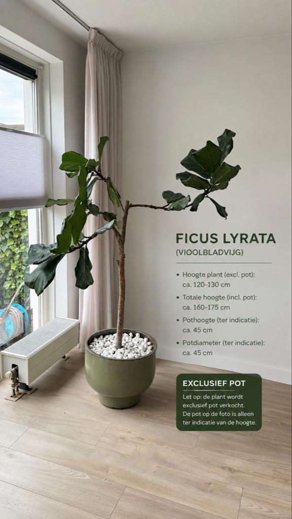 Grote Ficus Lyrata (Vioolbladplant) - 160-175 cm hoog, Huis en Inrichting, Kamerplanten, Groene kamerplant, Ophalen, Ficus, 100 tot 150 cm