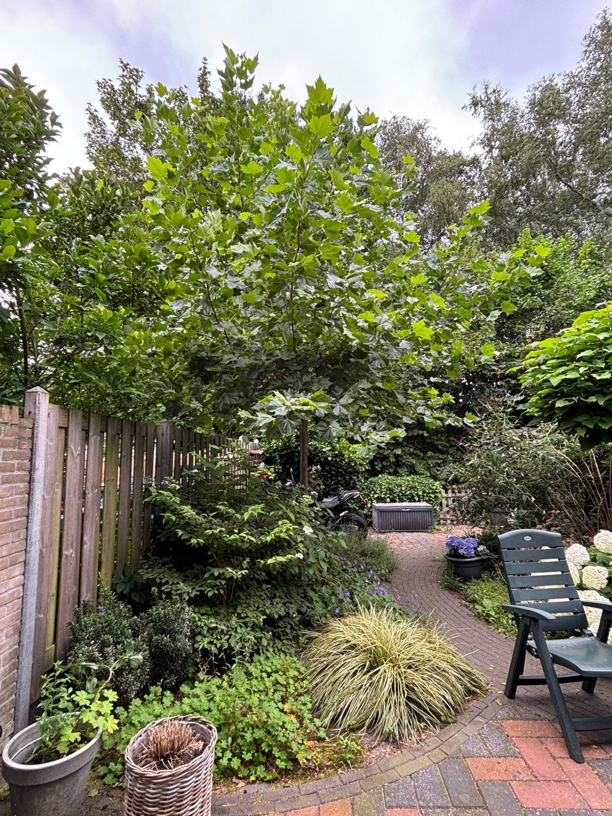 Plataan, Ophalen, Lente, Volle zon, Overige soorten