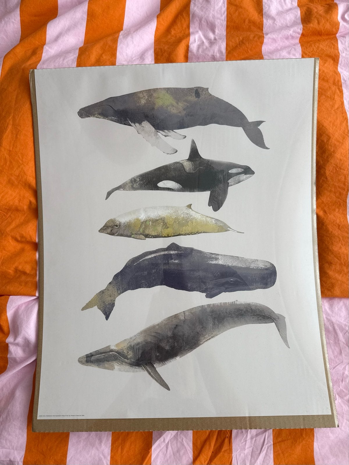 IKEA BILD Poster Walvissen - Nieuw in verpakking, Verzamelen, Posters, Nieuw, Dier of Natuur, A1 t/m A3, Rechthoekig Staand, Ophalen of Verzenden