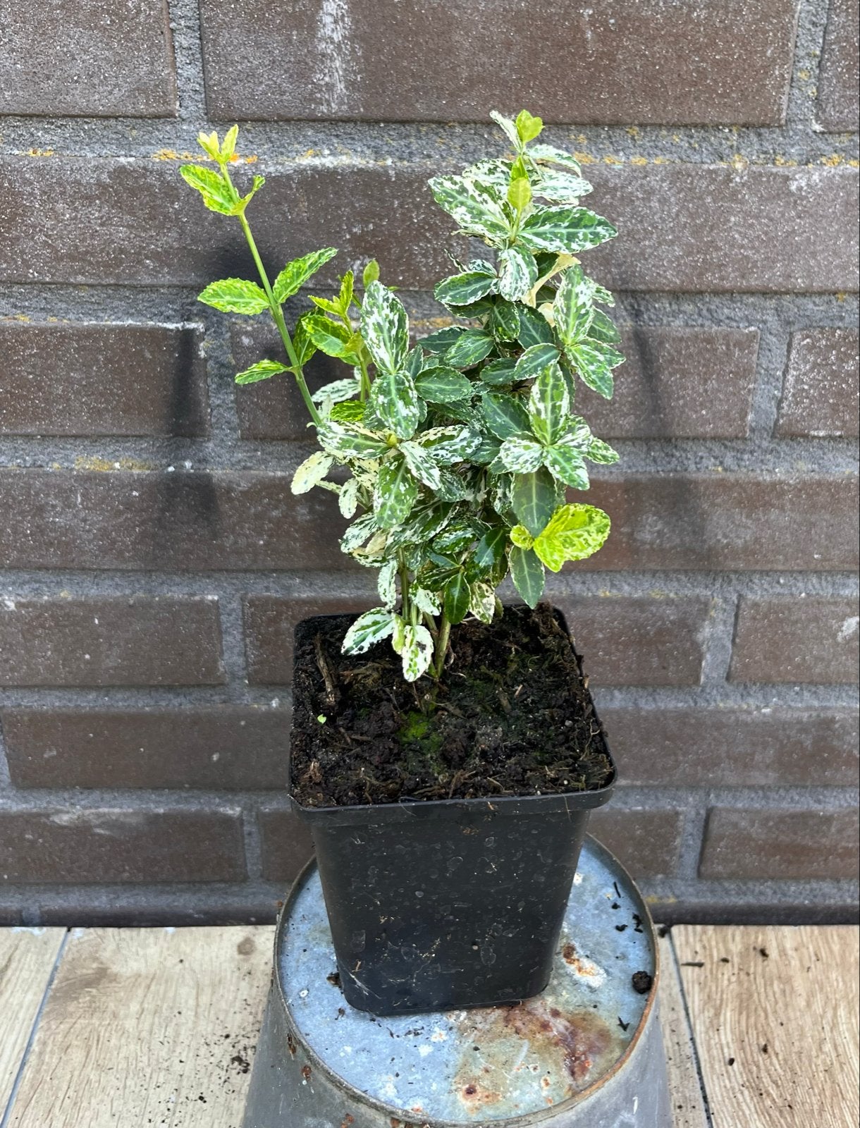 Euonymus Japonicus Fortunei 'Harlequin' - Kardinaalsmuts, Tuin en Terras, Ophalen, Bodembedekkers, Vaste plant, Bloeit niet