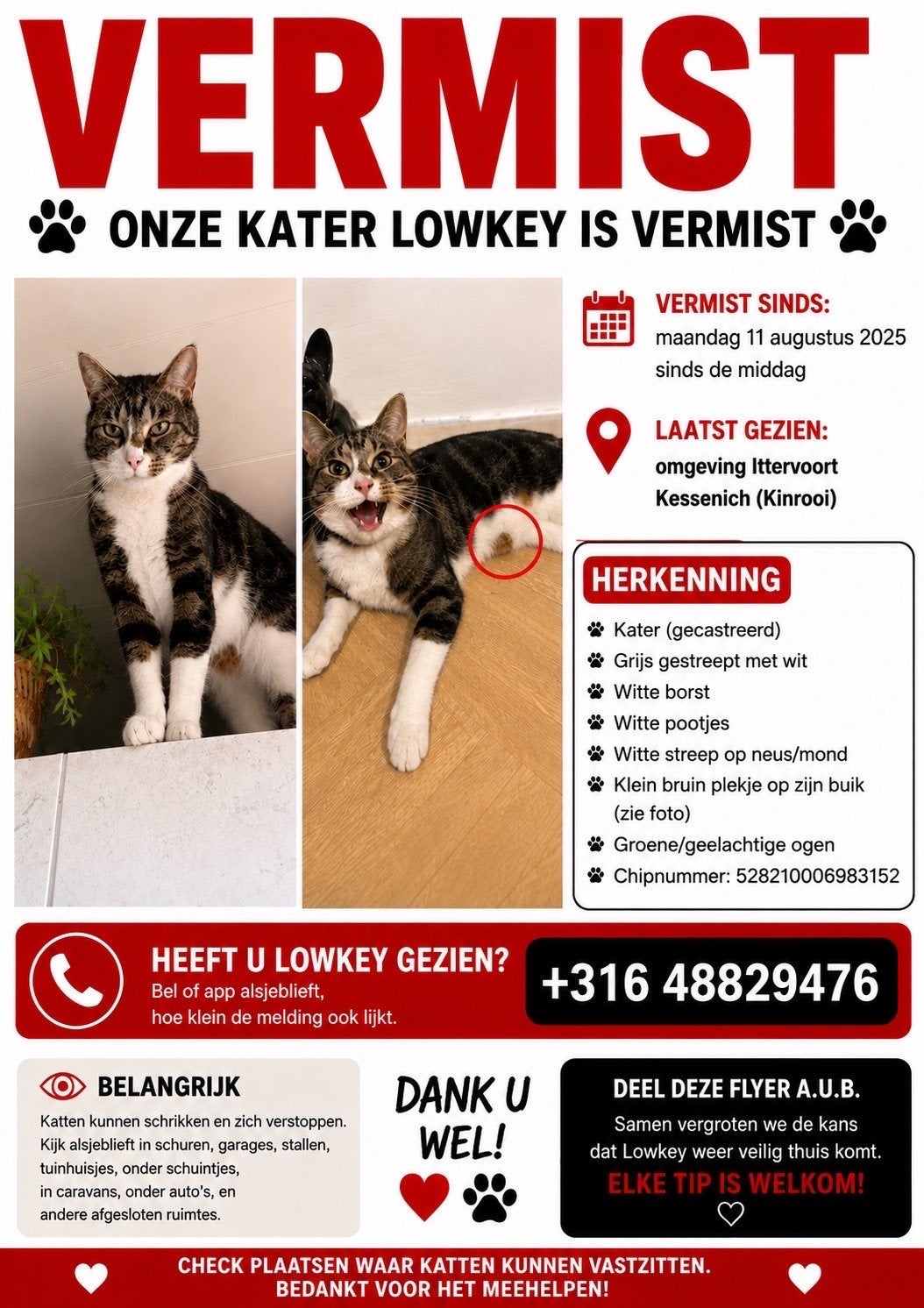 KAT VERMIST, Dieren en Toebehoren, Kat
