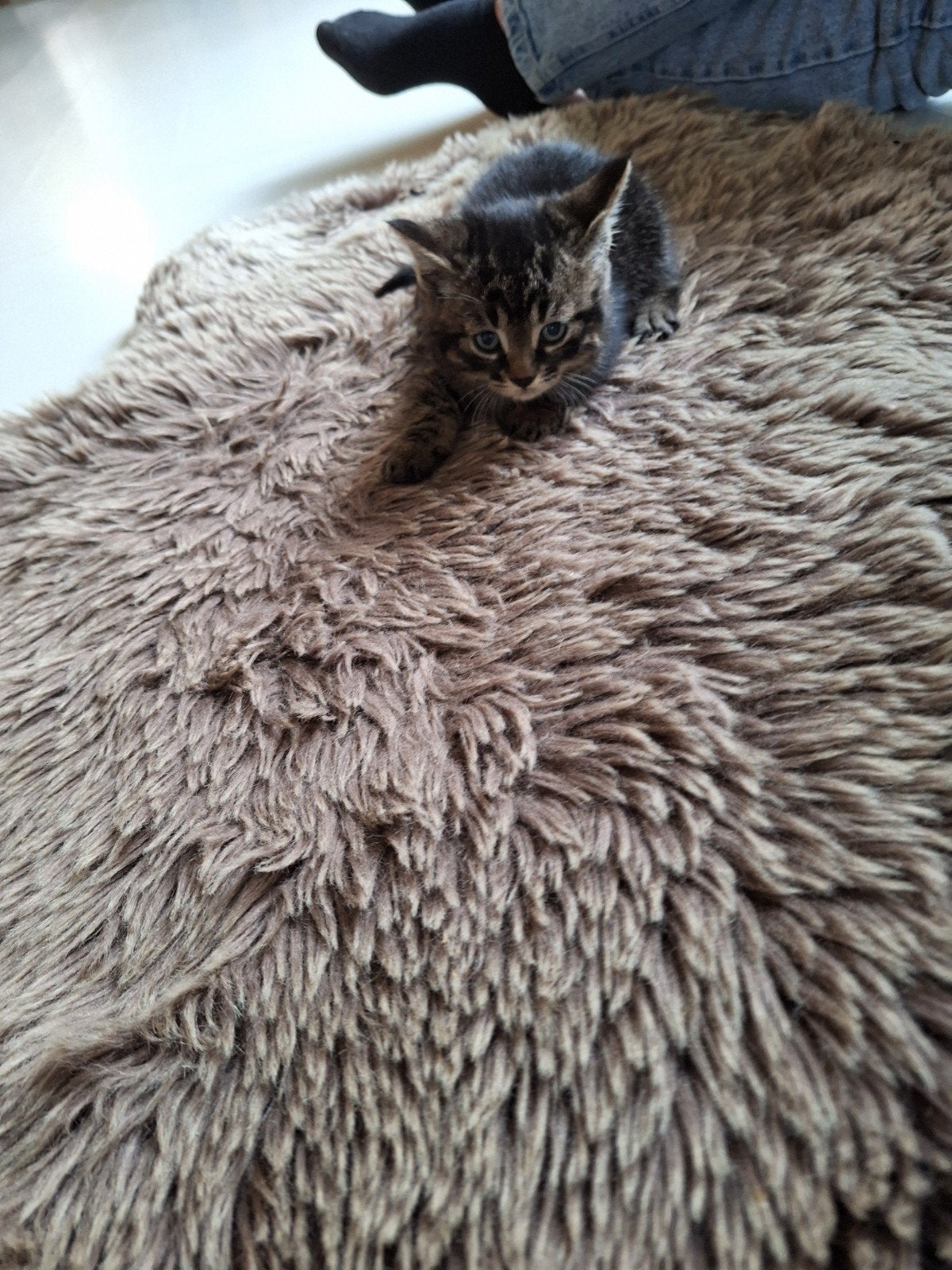 Kittens geboren 25 april, Dieren en Toebehoren, Katten en Kittens | Overige Katten, Meerdere dieren
