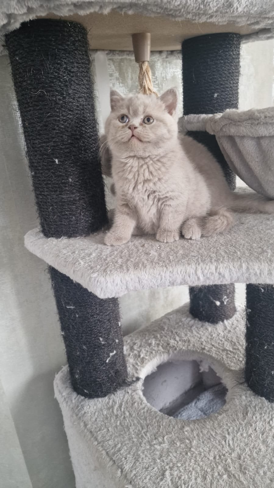 Britse Korthaar kittens 3x jonge, Kater, Kortharig, 0 tot 2 jaar