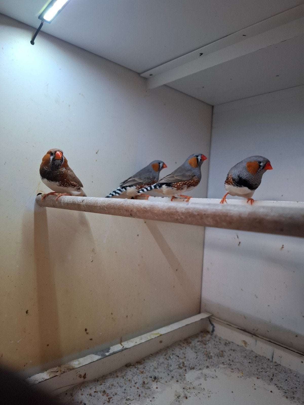 4 mannen zebravink, Mannelijk