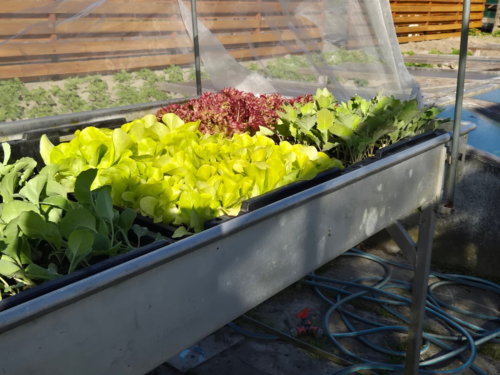 Groenteplanten/ moestuinplanten, Tuin en Terras, Ophalen, Eenjarig, Groenteplanten, Volle zon