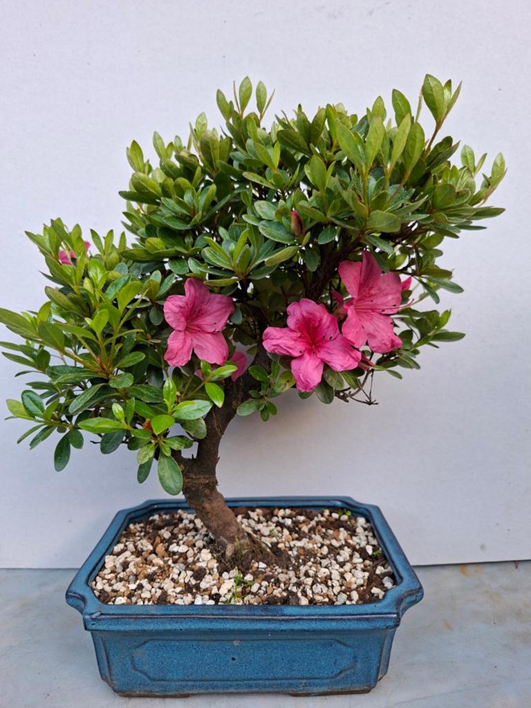 Bonsai, Bloeit niet, Halfschaduw, Minder dan 100 cm, Overige soorten
