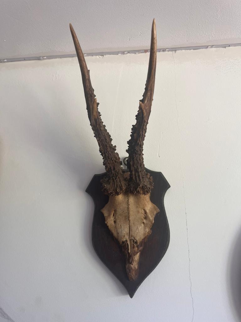 Hertenkop met gewei op schild, Ophalen of Verzenden