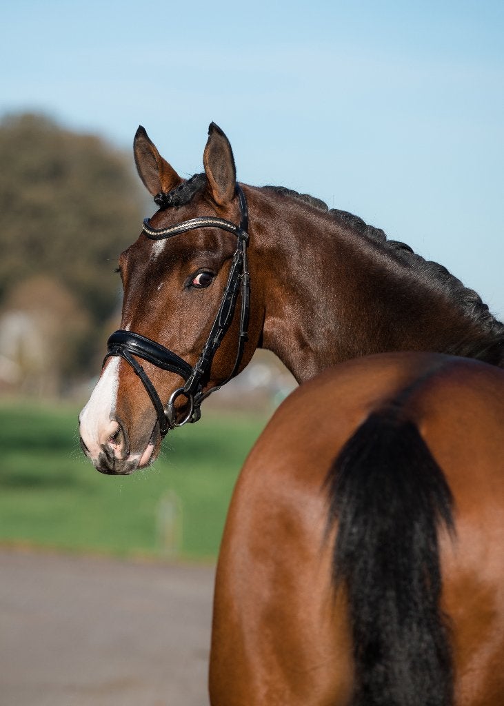 13 jarige ruin, Z2 dressuur, Ruin, Dressuurpaard