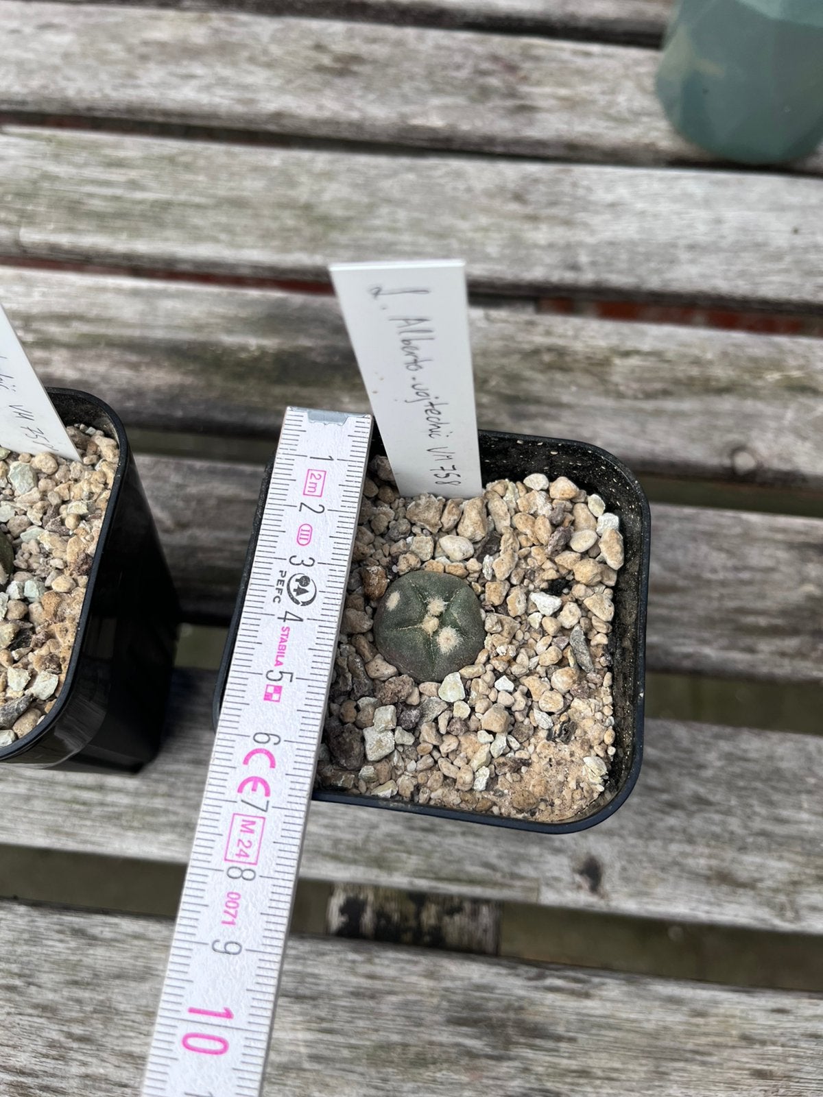 Lophophora alberto-vojtechii VM758, Ophalen of Verzenden, Overige soorten, Volle zon