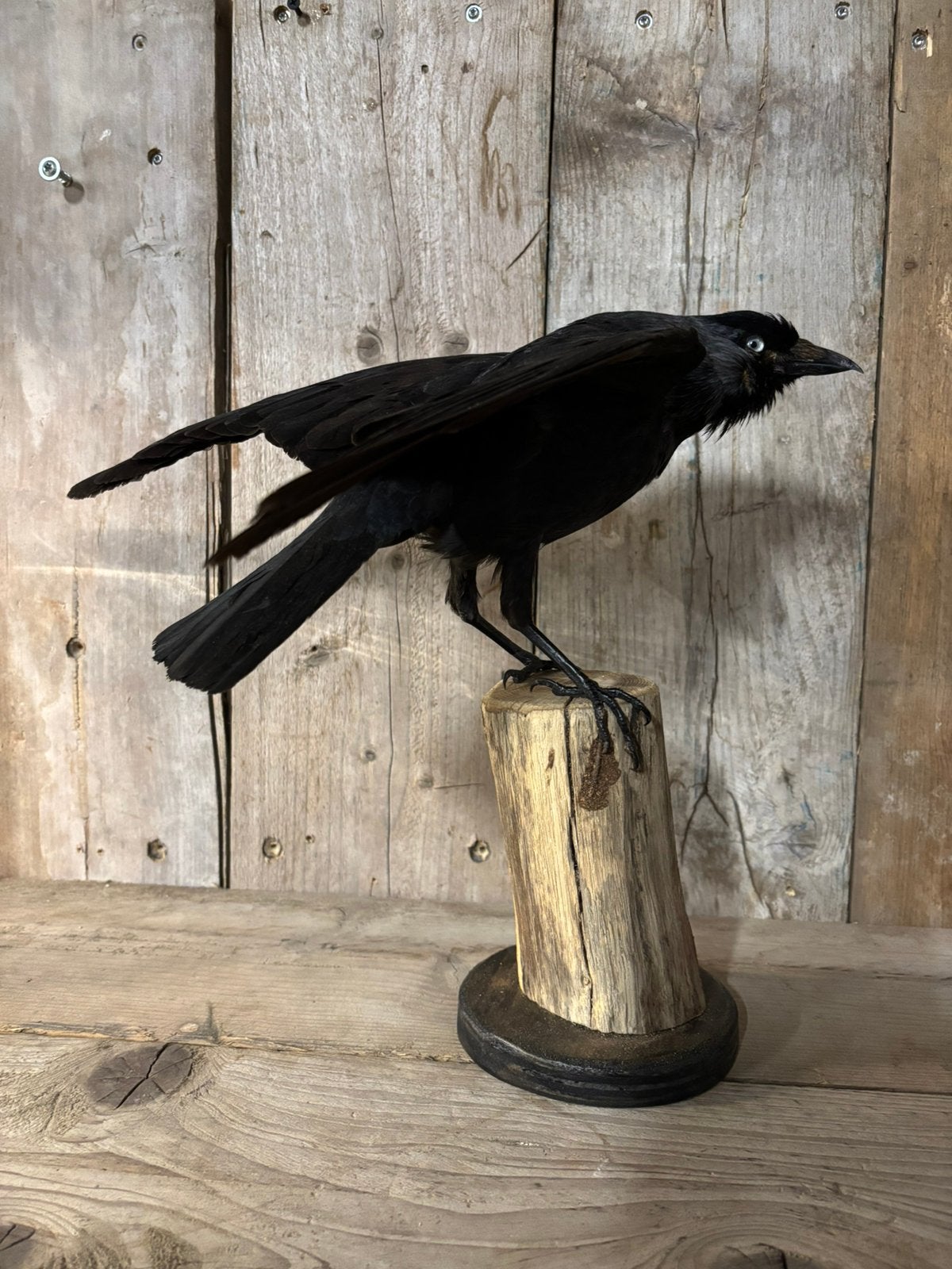 Mooi nieuw opgezette Kauw (1), Ophalen of Verzenden, Nieuw, Vogel, Opgezet dier
