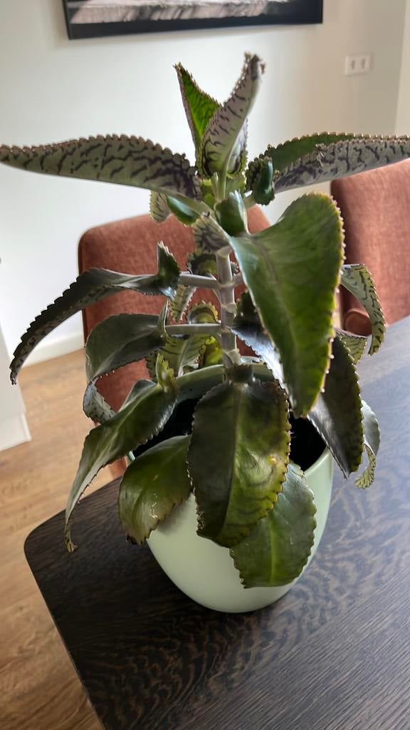 Plant incl pot, Ophalen, Halfschaduw, Minder dan 100 cm