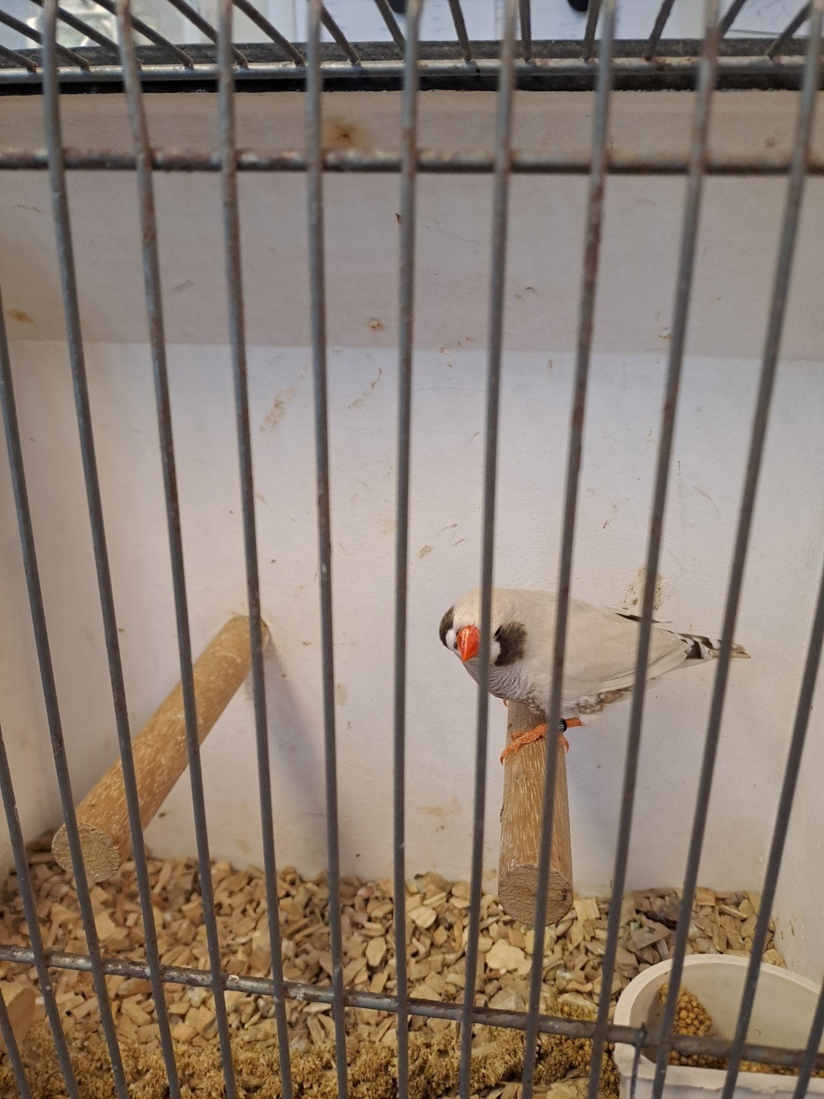 Zebravinken, Meerdere dieren