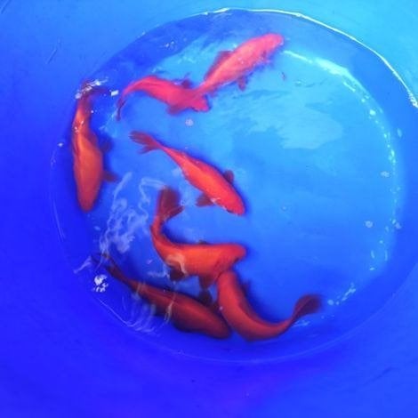 Goudvis diverse maten vanaf €2.00 per stuk, Dieren en Toebehoren, Vissen | Vijvervissen, Goudvis(sen)